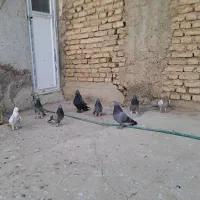 کبوتر پر روزگاری|پرنده|لاران, |دیوار