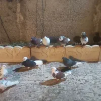 تعداد ۱۵ عددکفتر تهرانی|پرنده|بشاریات, |دیوار