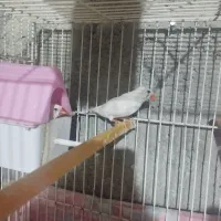 فنچ مولدومرغ عشق مولد|پرنده|زابل, |دیوار