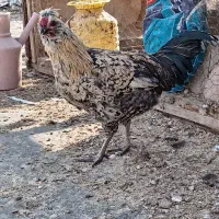 سه عدد خروس گلین|حیوانات مزرعه|برخوار, |دیوار