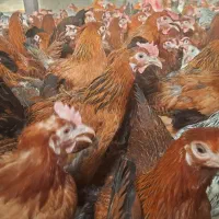 مرغ تخمگذار