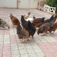 خروس|حیوانات مزرعه|شیراز, انجیره|دیوار
