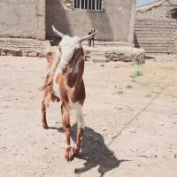 بز افغانی نر جوان|حیوانات مزرعه|اهواز, فولاد|دیوار