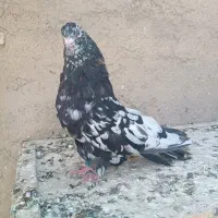 سرور نر درشت کشیده|پرنده|ساوه, |دیوار