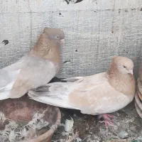 کبوتر‌‌.زرد.سرور