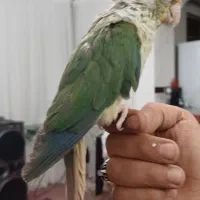 گرینچیک|پرنده|زنجان, |دیوار