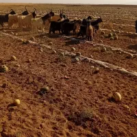 فروشچندراسدوبروبزغالهدوبری|حیوانات مزرعه|فرمهین, |دیوار