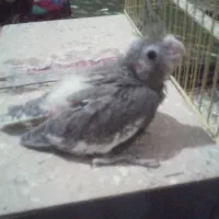 یک جوجه عروسی هلندی نر  آماده تربیت ودستی کردن