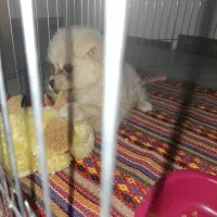 سگ آپارتمانی نژاد پامر