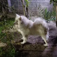 سگ سامویید|سگ|رشت, جانبازان|دیوار