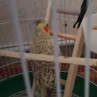 عروس هلندی جفت نر و ماده