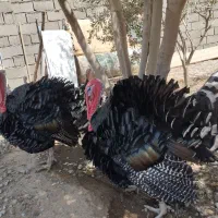 بوقلمون  نر ۱ساله برنز  درشت و سنگین وزن ارگانیک|حیوانات مزرعه|تهران, پاسداران|دیوار