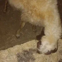 گوسفند