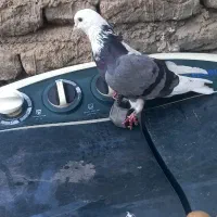 کبوتر گمشده