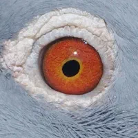 کبوتر‌پرینت‌دار|کلکسیون و سرگرمی|ارسنجان, |دیوار