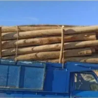 خرید انواع چوب