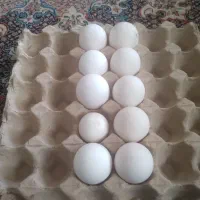 تخم بوقلمون