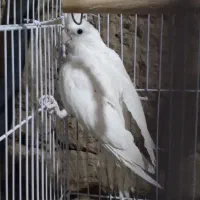 عروس هلندی البینو|پرنده|بهاباد, |دیوار