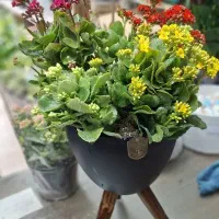 کالانکوا گیاه مقاوم و دائم در رنگبندی متنوع