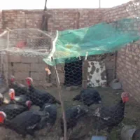 غاز|حیوانات مزرعه|خوی, |دیوار