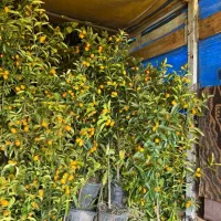 تولیدی نهال مرکبات|گل و گیاه طبیعی|ارطه, |دیوار