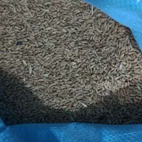 گندم قرمز دیم ارزن جارو دان مرغ مخلوط کفتر