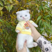 گربه اسکاتیش و بریتیش|گربه|ارومیه, |دیوار