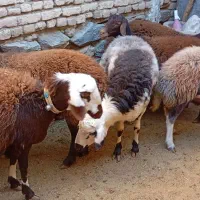 5عدد شیشک سه شیره با بره نر|حیوانات مزرعه|بروجرد, |دیوار