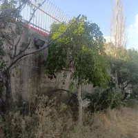 درختان ۱۵ ساله  تبریز