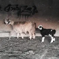 شیشک بردار.میش .بز .