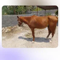 فروش اسب نریان دره شور شجره داره ۳ساله