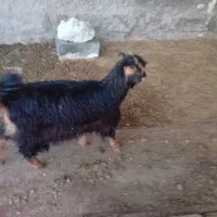 بزغاله|حیوانات مزرعه|زاویه, |دیوار