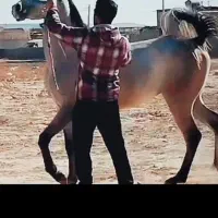 اسب