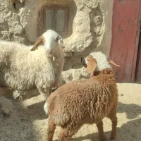 میش وبره ماده اش|حیوانات مزرعه|زاهدان, |دیوار