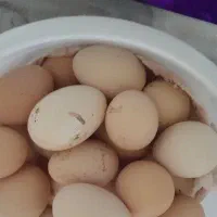 تخم مرغ.