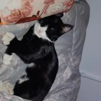 گربه گمشده|حیوانات|انار, |دیوار