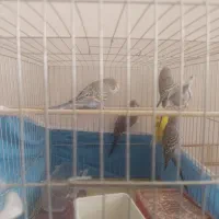 فروش قناری مرغ عشق عروس هلندی پرورش یافته درسالن|پرنده|سیستان, |دیوار