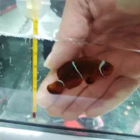 دلقک مارون آب شور