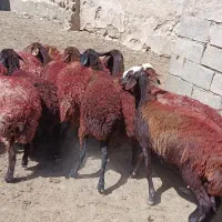 کاور توقلی میش شیره دار|حیوانات مزرعه|مشهد, شهرک شهید باهنر|دیوار