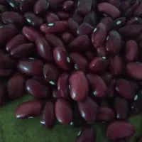 لوبیا|عمده‌فروشی|نورآباد, |دیوار