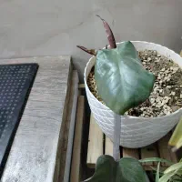 گل و گیاه|گل و گیاه طبیعی|مشهد, شفا|دیوار