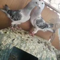 جفت شامی کرمونی