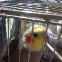 فروش پرنده عروس هلندی