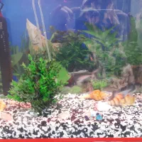 آکواریوم شیشه خم شرکتی کامل