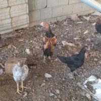 مرغ و خروس لاری و محلی|حیوانات مزرعه|بسطام, |دیوار