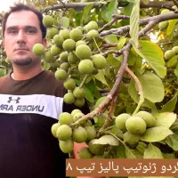 نهالستان پسته و ارقام متنوع میوه های پربار.