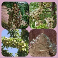 جشنواره پاییزی فروش درخت و نهال بزرگ|گل و گیاه طبیعی|مشهد, خواجه ربیع|دیوار