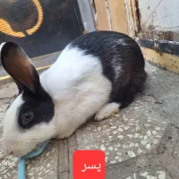 خرگوش نر وماده قسمت مناسب