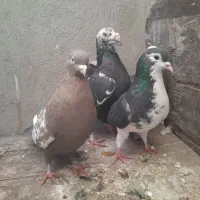 ۵ تا کبوتر صید