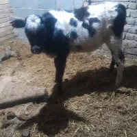 عکس اولی دورگ محلی ودومی جنسین نژاد ترکیه ای